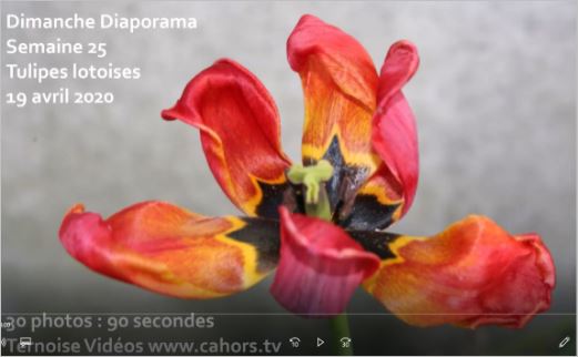 diaporama tulipes